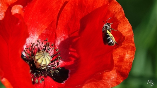 Marian Buurman - gewone klaproos met bezoek van een bij - 24;5;26;mei;Bloem;bloemen;Flora;bij,insekt,stuifmeel;klaproos